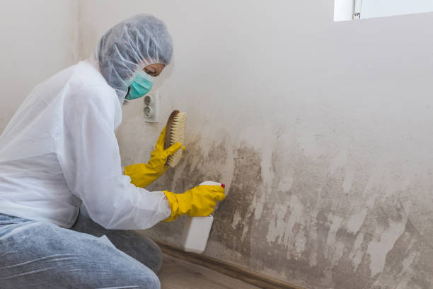 Trusted Baldwin, MI Mold Removal Experts