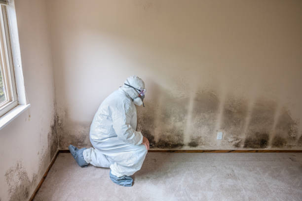 Best Mold Odor Removal Services  in Baldwin, MI